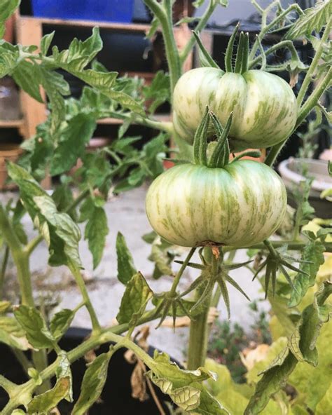 rotmg tomato|Reddit .